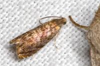 Grapholita janthinana