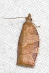 Pandemis heparana
