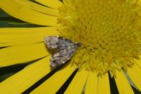 Anthophila fabriciana