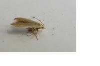 Coleophora adjectella