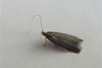 Coleophora coracipennella