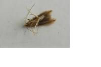 Coleophora adjectella