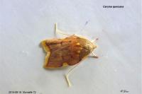 Carcina quercana