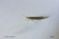 Plutella xylostella