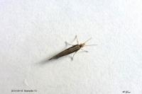 Plutella xylostella