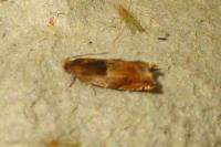 Ancylis mitterbacheriana
