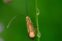 Nemophora metallica