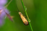 Nemophora metallica