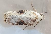 Agonopterix alstroemeriana