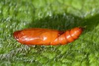 Acompsia schmidtiellus
