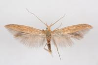 Coleophora ochrea