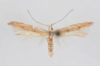 Coleophora salicorniae