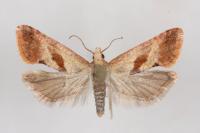 Falseuncaria ruficiliana