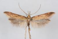 Metzneria neuropterella