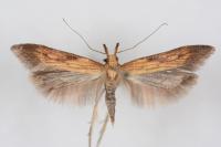 Metzneria neuropterella