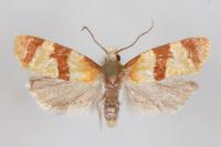 Phalonidia albipalpana