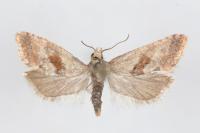 Falseuncaria ruficiliana