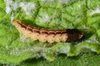 Acompsia schmidtiellus