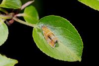 Olethreutes arcuella