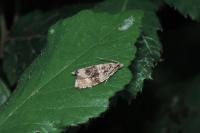 Celypha lacunana