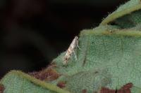 Cameraria ohridella