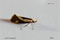 Harpella forficella