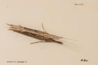 Ypsolopha mucronella