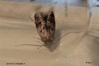 Borkhausenia fuscescens