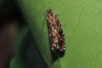 Enarmonia formosana