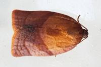 Cacoecimorpha pronubana