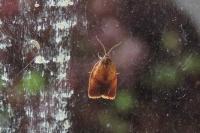 Cacoecimorpha pronubana