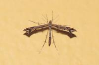 Amblyptilia acanthadactyla