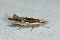 Ypsolopha scabrella