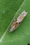 Eucosma gr. cana
