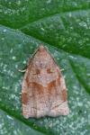 Archips rosana