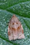 Archips rosana