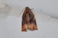 Archips podana