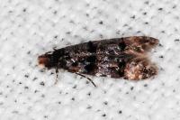Stenoptinea cyaneimarmorella