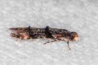 Stenoptinea cyaneimarmorella