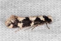 Neurothaumasia ankerella