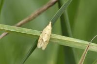 Agapeta hamana
