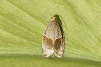 Clepsis dumicolana