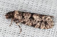 Morophaga morella