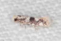 Infurcitinea atrifasciella