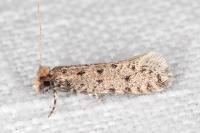 Ateliotum petrinella