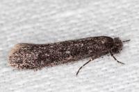 Elatobia fuliginosella