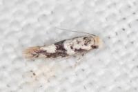 Infurcitinea atrifasciella