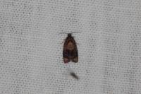 Ditula angustiorana