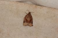 Clepsis consimilana