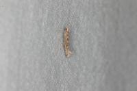 Plutella xylostella